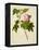 Botanical Illustration of Cotton Rose Hibiscus-null-Framed Premier Image Canvas