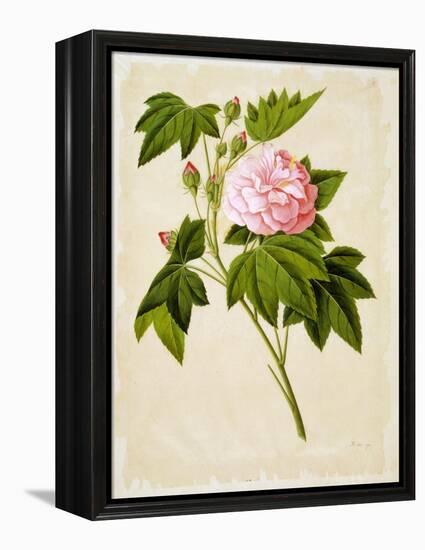 Botanical Illustration of Cotton Rose Hibiscus-null-Framed Premier Image Canvas