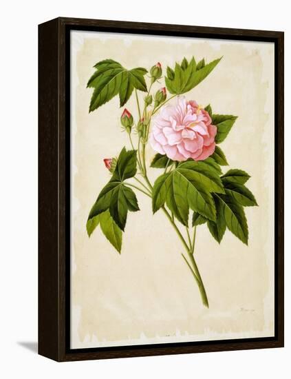 Botanical Illustration of Cotton Rose Hibiscus-null-Framed Premier Image Canvas