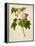 Botanical Illustration of Cotton Rose Hibiscus-null-Framed Premier Image Canvas