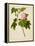 Botanical Illustration of Cotton Rose Hibiscus-null-Framed Premier Image Canvas