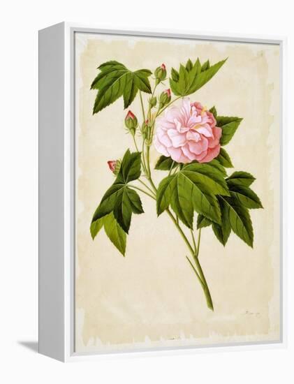 Botanical Illustration of Cotton Rose Hibiscus-null-Framed Premier Image Canvas