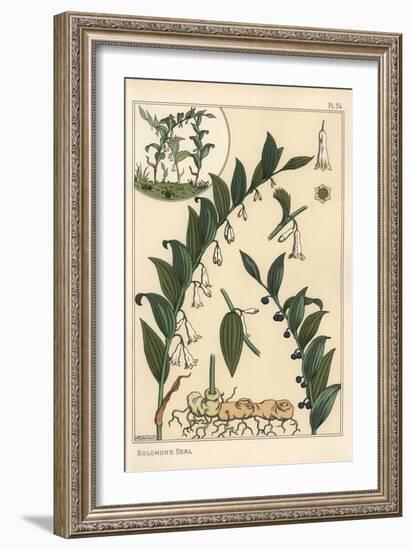 Botanical Illustration of Solomon's Seal, Polygonatum Multiflorum, 1897 (Lithograph)-Eugene Grasset-Framed Giclee Print