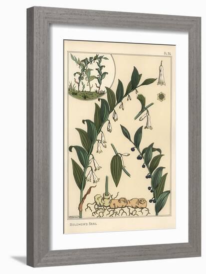 Botanical Illustration of Solomon's Seal, Polygonatum Multiflorum, 1897 (Lithograph)-Eugene Grasset-Framed Giclee Print