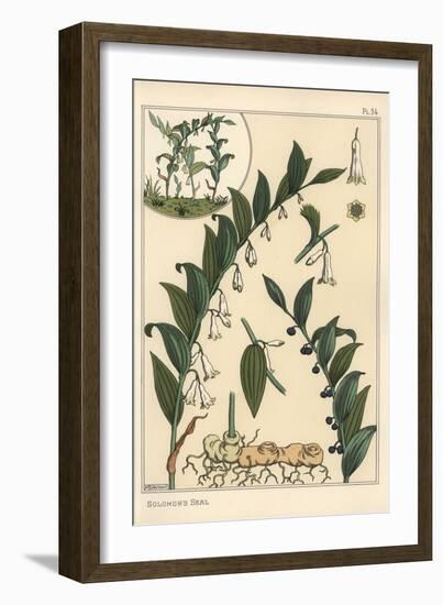 Botanical Illustration of Solomon's Seal, Polygonatum Multiflorum, 1897 (Lithograph)-Eugene Grasset-Framed Giclee Print