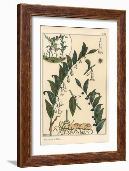 Botanical Illustration of Solomon's Seal, Polygonatum Multiflorum, 1897 (Lithograph)-Eugene Grasset-Framed Giclee Print