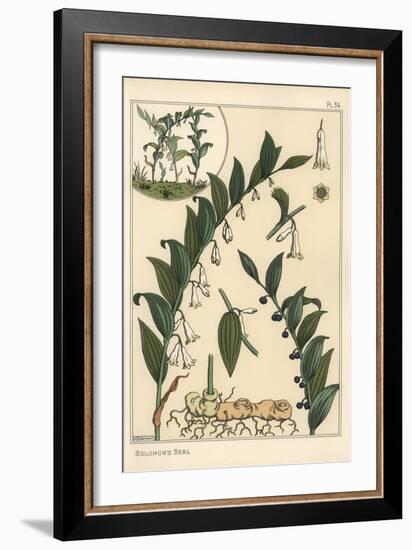 Botanical Illustration of Solomon's Seal, Polygonatum Multiflorum, 1897 (Lithograph)-Eugene Grasset-Framed Giclee Print