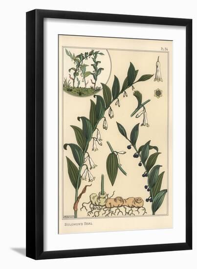 Botanical Illustration of Solomon's Seal, Polygonatum Multiflorum, 1897 (Lithograph)-Eugene Grasset-Framed Giclee Print