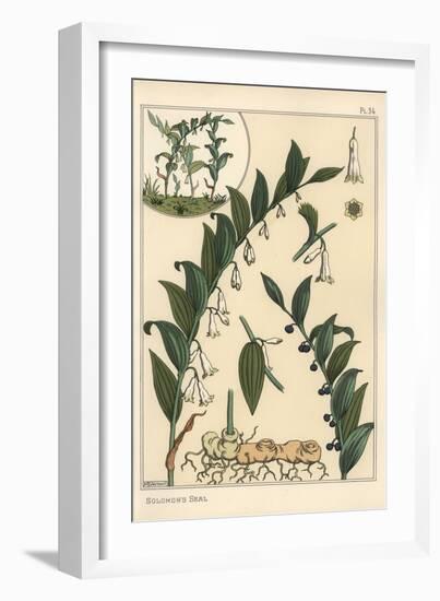 Botanical Illustration of Solomon's Seal, Polygonatum Multiflorum, 1897 (Lithograph)-Eugene Grasset-Framed Giclee Print