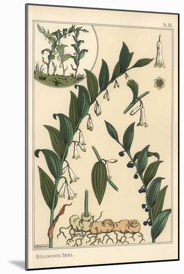 Botanical Illustration of Solomon's Seal, Polygonatum Multiflorum, 1897 (Lithograph)-Eugene Grasset-Mounted Giclee Print