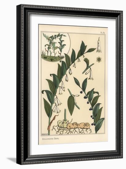 Botanical Illustration of Solomon's Seal, Polygonatum Multiflorum, 1897 (Lithograph)-Eugene Grasset-Framed Giclee Print