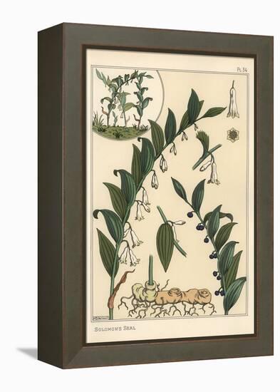 Botanical Illustration of Solomon's Seal, Polygonatum Multiflorum, 1897 (Lithograph)-Eugene Grasset-Framed Premier Image Canvas