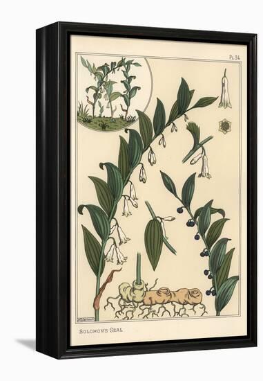 Botanical Illustration of Solomon's Seal, Polygonatum Multiflorum, 1897 (Lithograph)-Eugene Grasset-Framed Premier Image Canvas