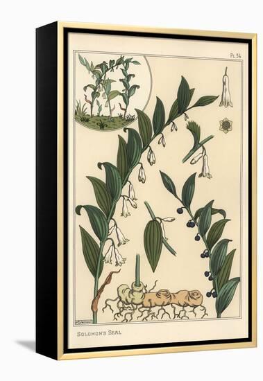 Botanical Illustration of Solomon's Seal, Polygonatum Multiflorum, 1897 (Lithograph)-Eugene Grasset-Framed Premier Image Canvas