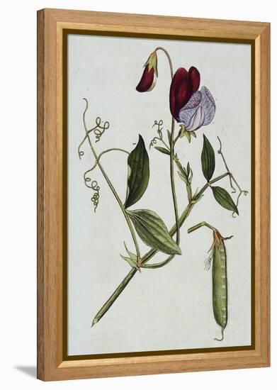 Botanical Illustration of Sweet Pea in Bloom-William Curtis-Framed Premier Image Canvas