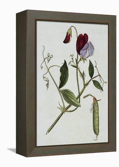 Botanical Illustration of Sweet Pea in Bloom-William Curtis-Framed Premier Image Canvas