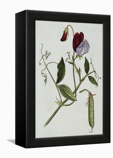 Botanical Illustration of Sweet Pea in Bloom-William Curtis-Framed Premier Image Canvas