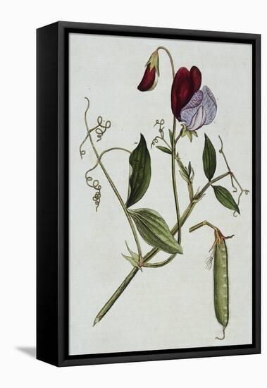 Botanical Illustration of Sweet Pea in Bloom-William Curtis-Framed Premier Image Canvas