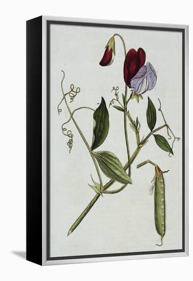 Botanical Illustration of Sweet Pea in Bloom-William Curtis-Framed Premier Image Canvas