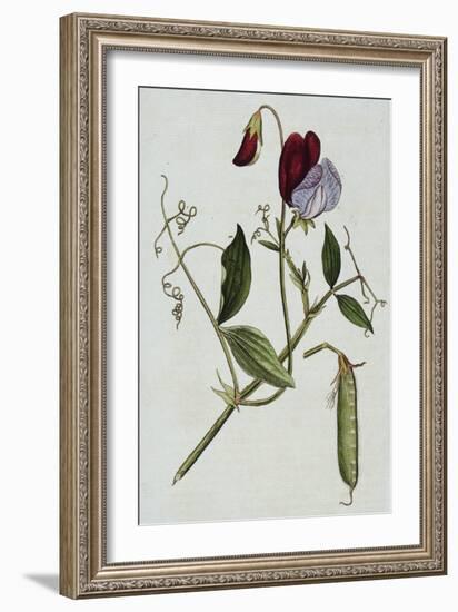 Botanical Illustration of Sweet Pea in Bloom-William Curtis-Framed Giclee Print