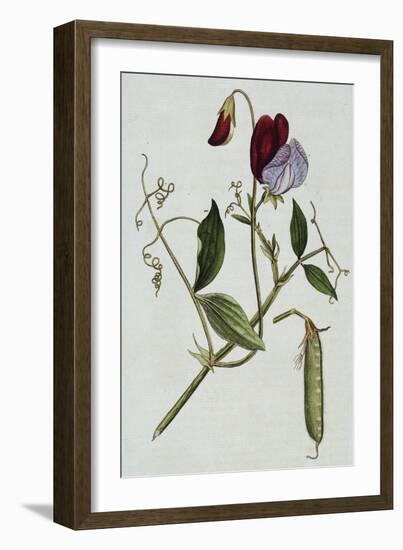 Botanical Illustration of Sweet Pea in Bloom-William Curtis-Framed Giclee Print