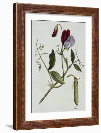 Botanical Illustration of Sweet Pea in Bloom-William Curtis-Framed Giclee Print