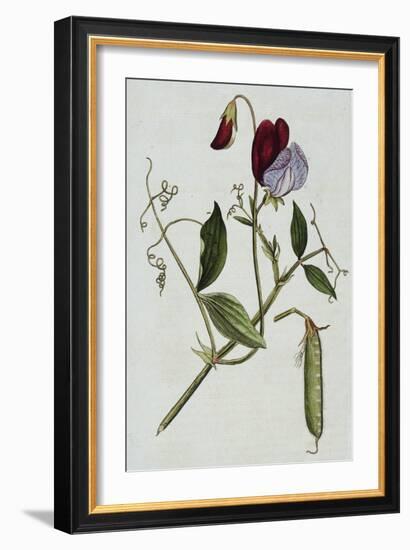 Botanical Illustration of Sweet Pea in Bloom-William Curtis-Framed Giclee Print