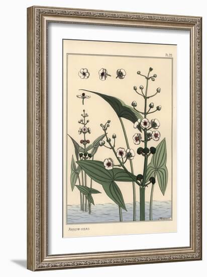 Botanical Illustration of the Arrowhead, Sagittaria Sagittifolia, 1897 (Lithograph)-Eugene Grasset-Framed Giclee Print