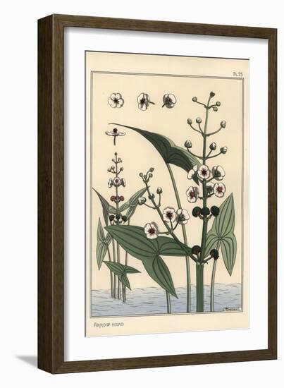 Botanical Illustration of the Arrowhead, Sagittaria Sagittifolia, 1897 (Lithograph)-Eugene Grasset-Framed Giclee Print