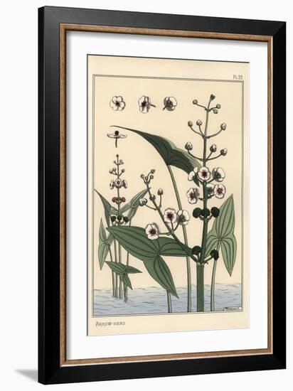 Botanical Illustration of the Arrowhead, Sagittaria Sagittifolia, 1897 (Lithograph)-Eugene Grasset-Framed Giclee Print