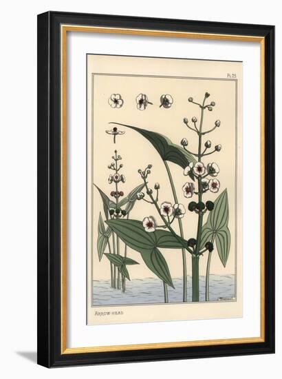 Botanical Illustration of the Arrowhead, Sagittaria Sagittifolia, 1897 (Lithograph)-Eugene Grasset-Framed Giclee Print