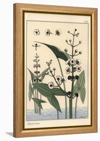 Botanical Illustration of the Arrowhead, Sagittaria Sagittifolia, 1897 (Lithograph)-Eugene Grasset-Framed Premier Image Canvas