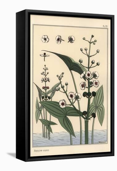 Botanical Illustration of the Arrowhead, Sagittaria Sagittifolia, 1897 (Lithograph)-Eugene Grasset-Framed Premier Image Canvas