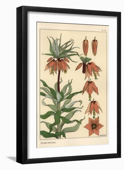 Botanical Illustration of the Crown Imperial Flower, Fritillaria Imperialis, 1897 (Lithograph)-Eugene Grasset-Framed Giclee Print