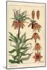 Botanical Illustration of the Crown Imperial Flower, Fritillaria Imperialis, 1897 (Lithograph)-Eugene Grasset-Mounted Giclee Print