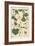 Botanical Illustration of the Gourd, 1897 (Lithograph)-Eugene Grasset-Framed Giclee Print