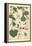 Botanical Illustration of the Gourd, 1897 (Lithograph)-Eugene Grasset-Framed Premier Image Canvas