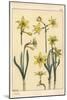 Botanical Illustration of the Jonquil, Narcissus Jonquilla, Showing Parts of Flower, 1897 (Lithogra-Eugene Grasset-Mounted Giclee Print