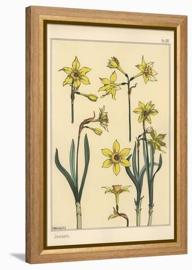 Botanical Illustration of the Jonquil, Narcissus Jonquilla, Showing Parts of Flower, 1897 (Lithogra-Eugene Grasset-Framed Premier Image Canvas