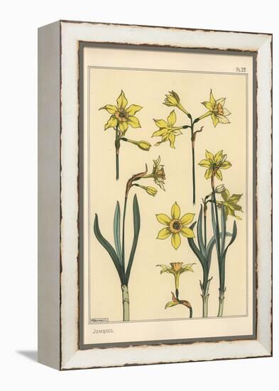 Botanical Illustration of the Jonquil, Narcissus Jonquilla, Showing Parts of Flower, 1897 (Lithogra-Eugene Grasset-Framed Premier Image Canvas