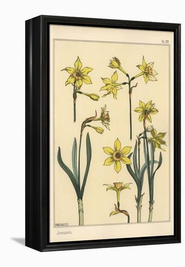 Botanical Illustration of the Jonquil, Narcissus Jonquilla, Showing Parts of Flower, 1897 (Lithogra-Eugene Grasset-Framed Premier Image Canvas