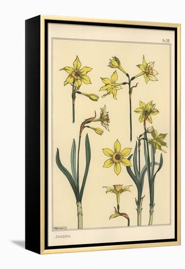 Botanical Illustration of the Jonquil, Narcissus Jonquilla, Showing Parts of Flower, 1897 (Lithogra-Eugene Grasset-Framed Premier Image Canvas