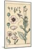 Botanical Illustration of the Poppy, with Flower Parts, Opium Pod, 1897 (Lithograph)-Eugene Grasset-Mounted Giclee Print