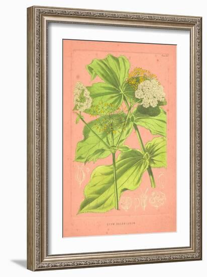 Botanical Illustration on Pink-null-Framed Art Print