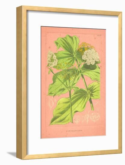 Botanical Illustration on Pink-null-Framed Art Print