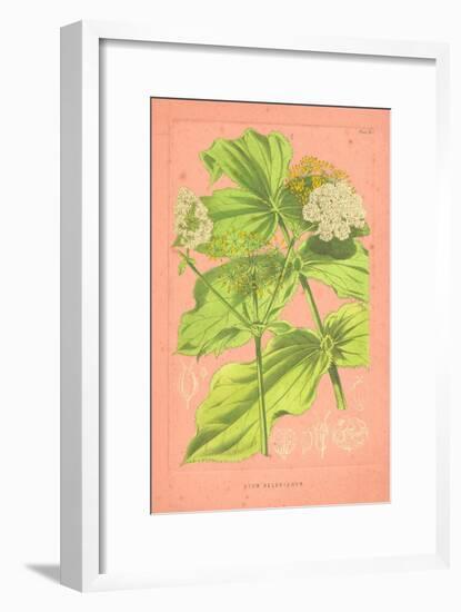 Botanical Illustration on Pink-null-Framed Art Print