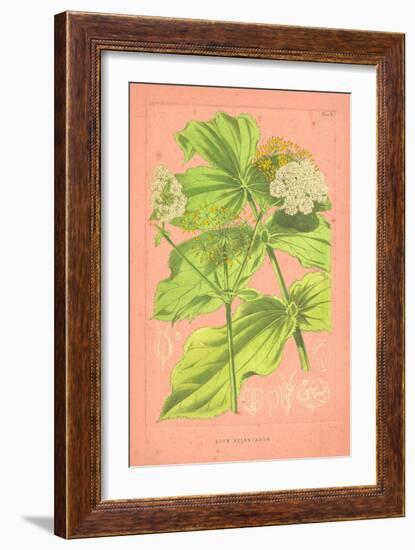 Botanical Illustration on Pink-null-Framed Art Print