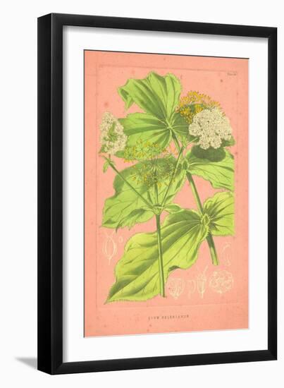 Botanical Illustration on Pink-null-Framed Art Print