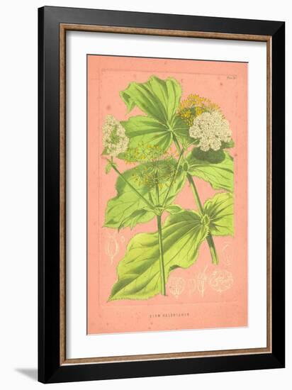 Botanical Illustration on Pink-null-Framed Art Print