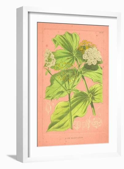 Botanical Illustration on Pink-null-Framed Art Print